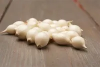 TIPPSIBUL SNOWBALL Ø8-24MM 0,5KG