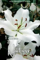 LILLESIBUL LIILIA ORIENDI-HÜBRIID PROUD BRIDE