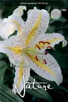 LILLESIBUL LIILIA ORIENDI-HÜBRIID AURATUM