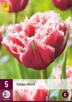 LILLESIBUL JUB TULP BREST 5TK PAKIS