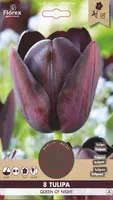LILLESIBUL KÕRGEKASVULINE TULP HILINE FLOREX QUEEN OF NIGHT 8TK PAKIS