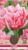 LILLESIBUL NARMASSERVALINE TULP FLOREX BREST CRISPION SWEET 5TK PAKIS