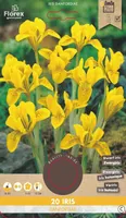 LILLESIBUL IIRIS FLOREX IRIS DANFORDIAE 20TK PAKIS