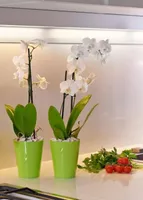 ORHIDEEPOTT CLIVO 12,5CM LAIMIROHELINE