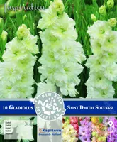 GOFREERITUD GLADIOOL KAPITEYN "DMITRI SOLYNSK" 10TK PAKIS