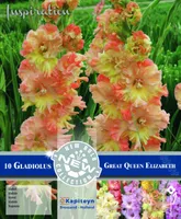 GOFREERITUD GLADIOOL KAPITEYN "GREAT QUEEN ELIZABETH" 10TK PAKIS
