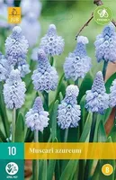 LILLESIBUL KOBARHÜATSINT MUSCARI AZUREUM 10TK