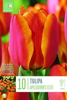 LILLESIBUL KAPITEYN DARWINHÜBRIIDTULP "APELDOORN'S ELITE"