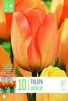 LILLESIBUL KAPITEYN DARWINHÜBRIIDTULP "DAYDREAM"