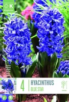 LILLESIBUL KAPITEYN HÜATSINT BLUE STAR