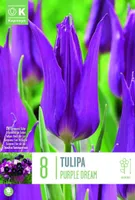 LILLESIBUL KAPITEYN LIILIAÕIELINE TULP "PURPLE DREAM"