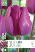 LILLESIBUL KAPITEYN TRIUMFTULP "NEGRITA"