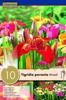 LILLESIBULAD KAPITEYN TIIGERLILL SEGU 10TK PAKIS