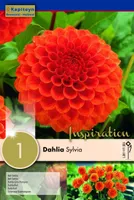 DAALIA KAPITEYN "SYLVIA" 1TK PAKIS