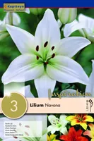 LIILIA KAPITEYN "NAVONA" 3TK PAKIS