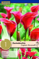 KALLA KAPITEYN "CAPTAIN MURANO®" 1TK PAKIS