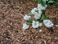 MÄNNIKOOREMULTŠ BALTIC BARK 0-15MM 50L