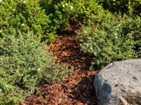 MÄNNIKOOREMULTŠ BALTIC BARK 15-50MM 50L