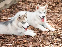 MÄNNIKOOREMULTŠ BALTIC BARK 15-50MM 50L