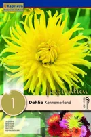 DAALIA KAPITEYN "KENNEMERLAND" 1TK PAKIS