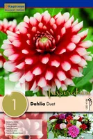 DAALIA KAPITEYN "DUET" 1TK PAKIS