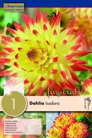 DAALIA KAPITEYN "ISADORA" 1TK PAKIS