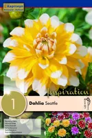 DAALIA KAPITEYN "SEATTLE" 1TK PAKIS