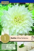 DAALIA KAPITEYN "WHITE PERFECTION" 1TK PAKIS