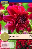 DAALIA KAPITEYN "INCA" 1TK PAKIS