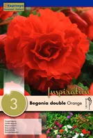 BEGOONIA KAPITEYN TOPELTÕIELINE ORANŽ 3TK PAKIS