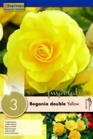 BEGOONIA KAPITEYN TOPELTÕIELINE KOLLANE 3TK PAKIS