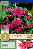 RIPPBEGOONIA KAPITEYN ROOSA 3TK PAKIS