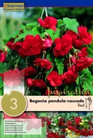 RIPPBEGOONIA KAPITEYN PUNANE 3TK PAKIS