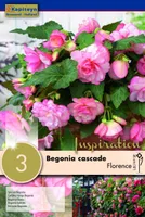 RIPPBEGOONIA KAPITEYN "FLORENCE" 3TK PAKIS