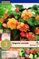 RIPPBEGOONIA KAPITEYN "SUNRAY" 3TK PAKIS