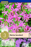 SUUREÕIELINE NÄKILILL KAPITEYN 3TK PAKIS