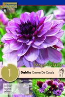 DAALIA KAPITEYN "CREME DE CASSIS" 1TK PAKIS