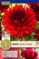 DAALIA KAPITEYN "GARDEN WONDER" 1TK PAKIS