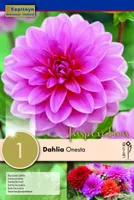 DAALIA KAPITEYN "ONESTA" 1TK PAKIS