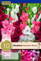 GLADIOOL KAPITEYN "ROMANTIC" 10TK PAKIS