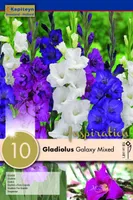 GLADIOOL KAPITEYN "GALAXY" 10TK PAKIS