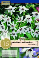 LÕHNAV GLADIOOL KAPITEYN 15TK PAKIS