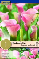 KALLA KAPITEYN "CAPTAIN MELROSE®" 1TK PAKIS