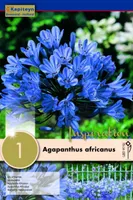 AAFRIKA LEMBELIILIA KAPITEYN 1TK PAKIS