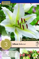 IDALIILIA KAPITEYN "BAFFERARI" 3TK PAKIS