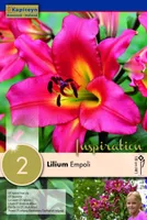 TROMPETLIILIA KAPITEYN "EMPOLI" 2TK PAKIS