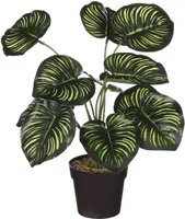 KUNSTTAIM CALATHEA 40X35CM POTIS