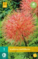 LILLESIBUL KATERIINA VERILILL 1TK