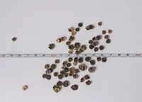 MUST KASSINAERIS ÖKO EERIKSAARE MAHE 3G