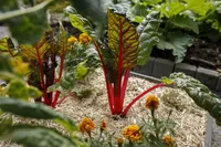 PEENRAMULTŠ KEKKILÄ 48L